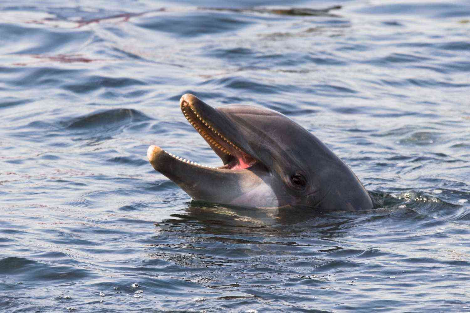 Dolphins laugh too