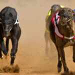 new zealand to ban greyhound racing by 2026