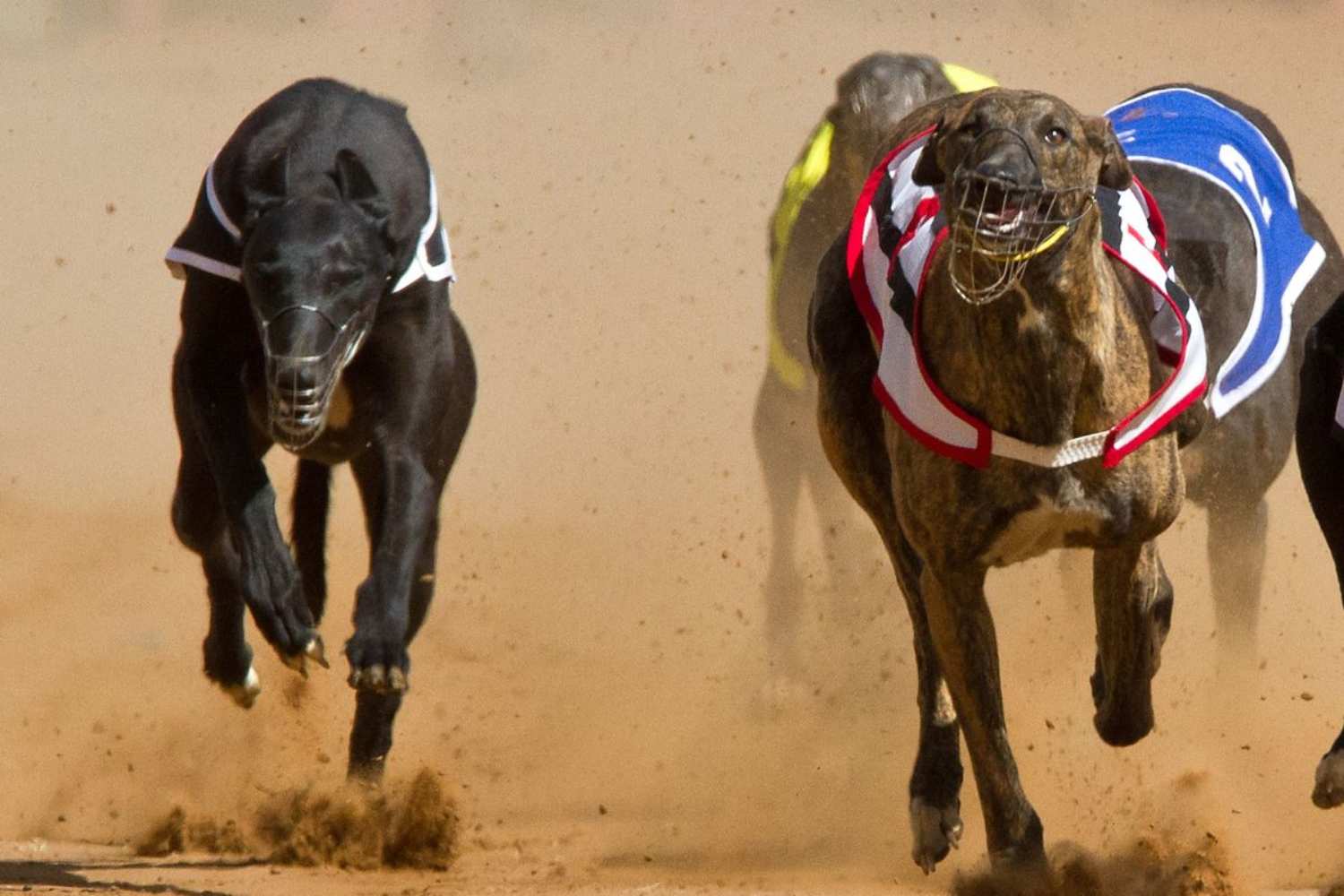 new zealand to ban greyhound racing by 2026