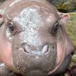 Moo Deng: The Pygmy Hippo