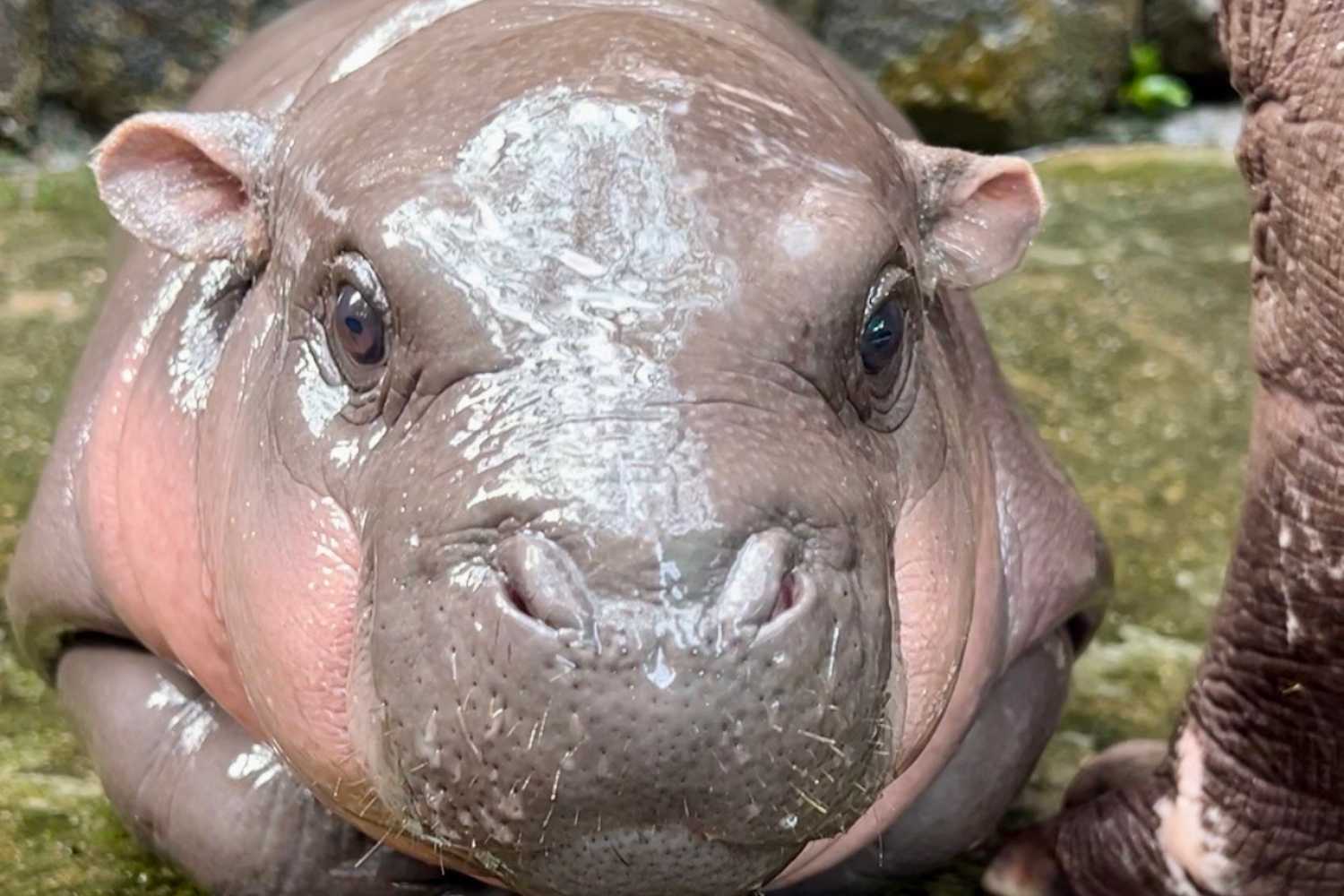 Moo Deng: The Pygmy Hippo