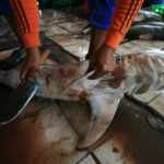 shark finning