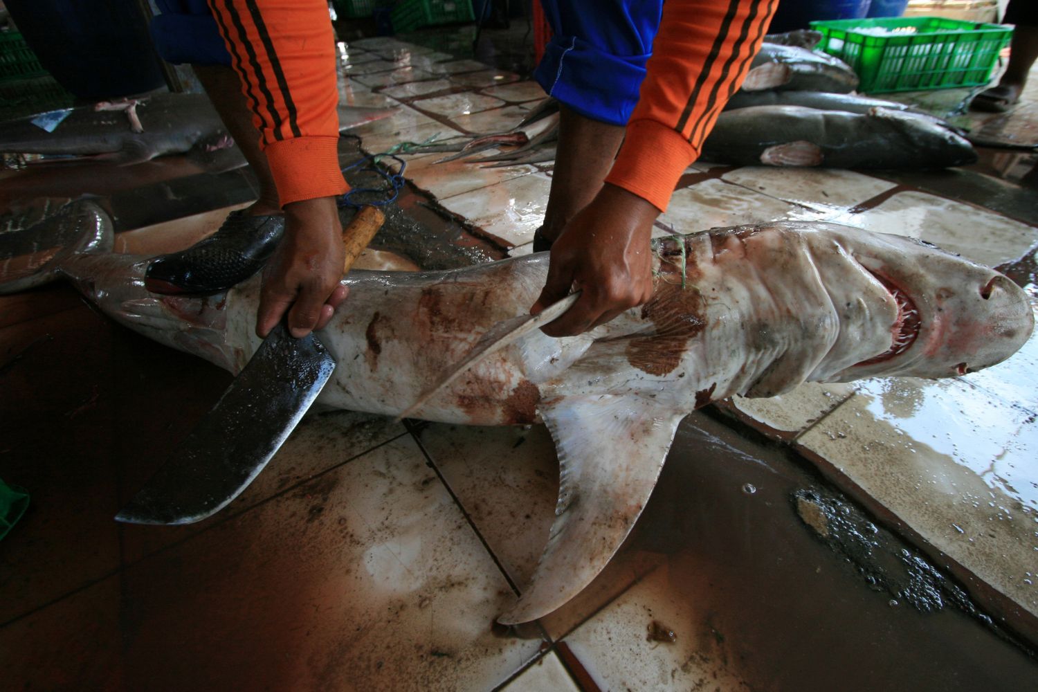 shark finning