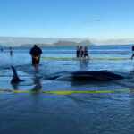 Stranded Whales