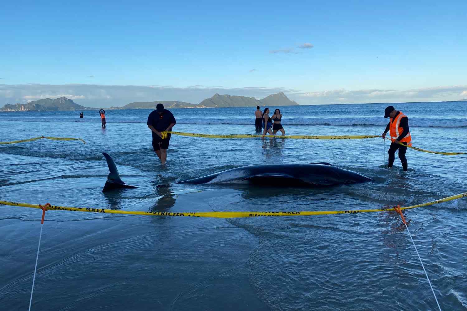 Stranded Whales