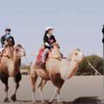 Traffic lights for camels in China