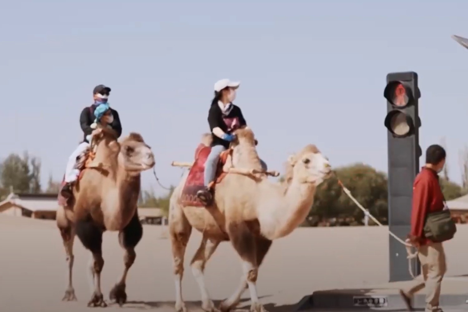 Traffic lights for camels in China