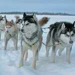 Inuit dogs