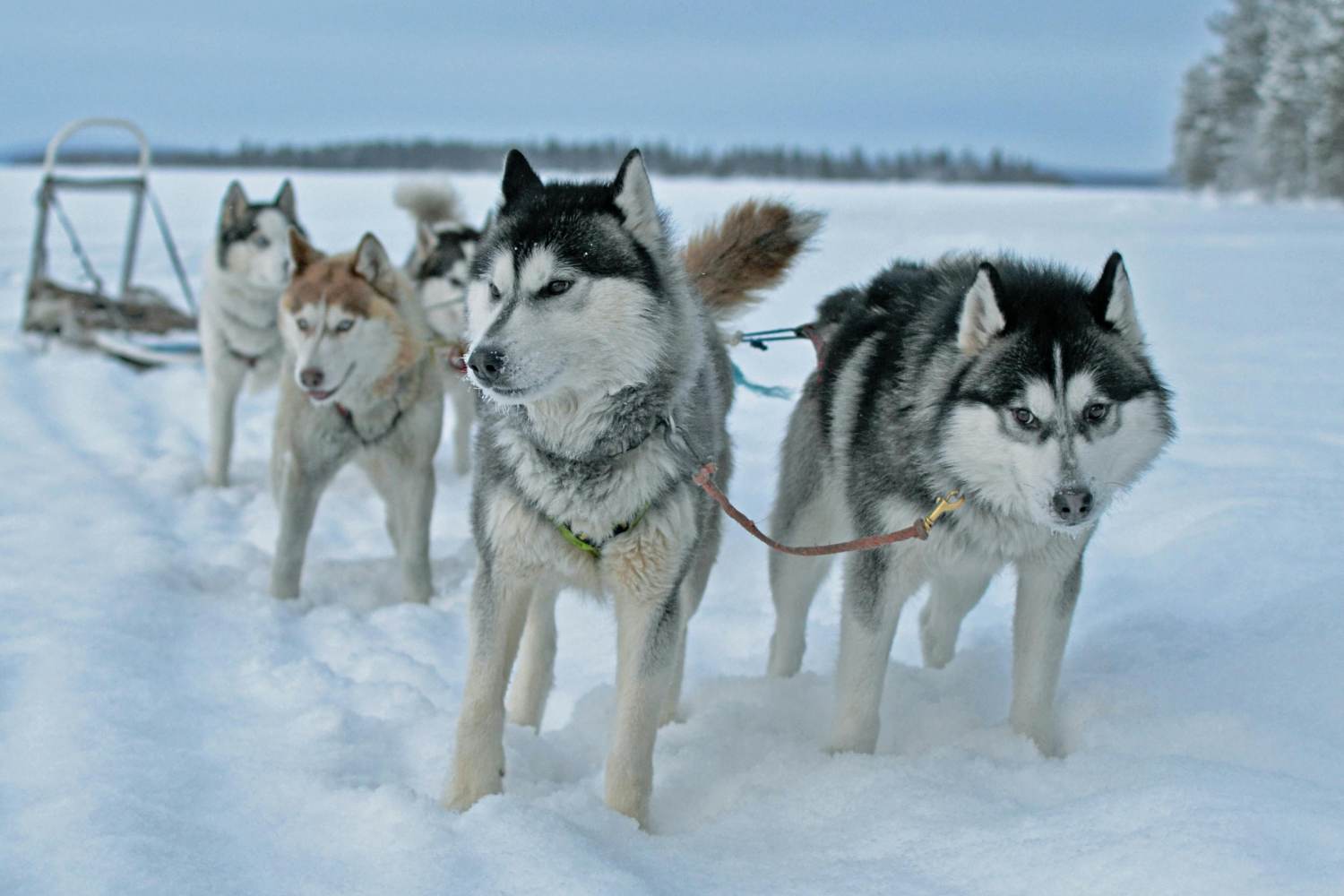 Inuit dogs