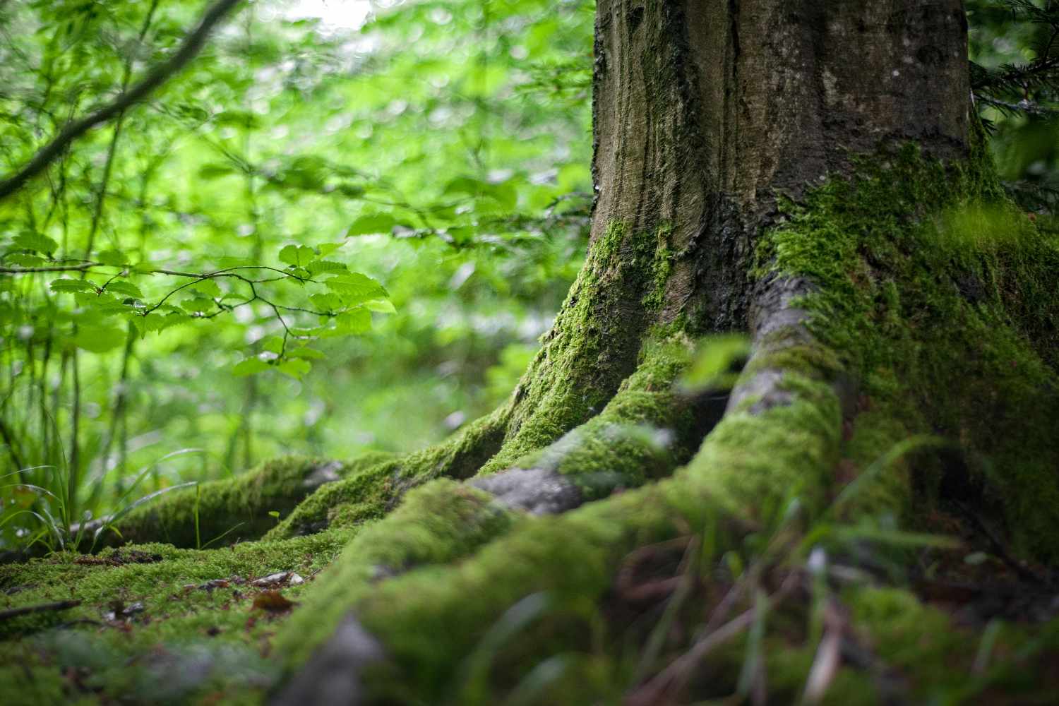 Forest recovery in Patagonia