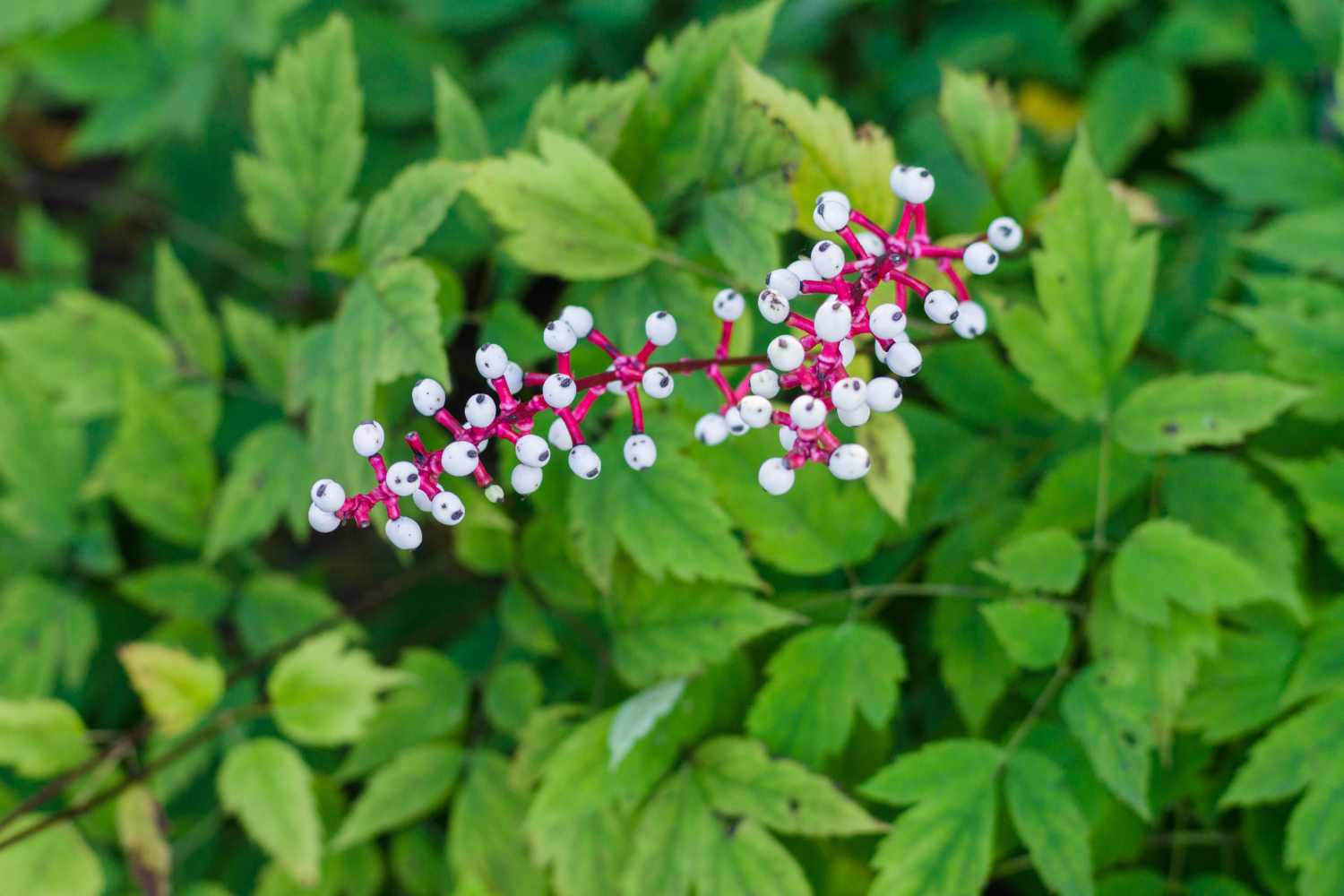 Actaea pachypoda