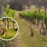 colony of kangaroos