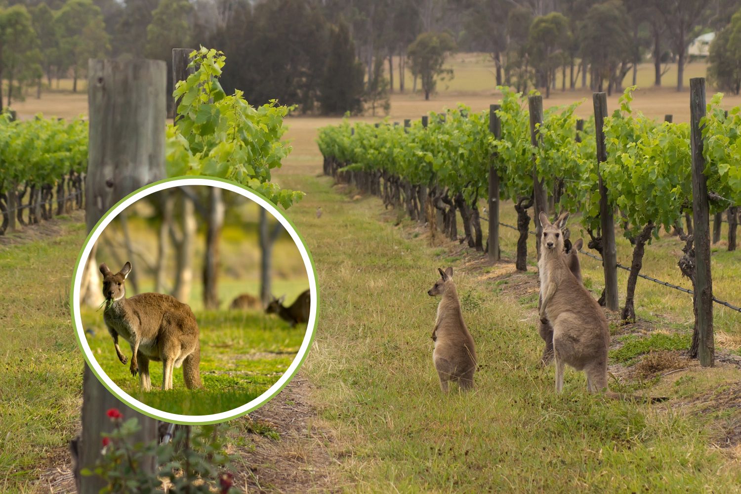 colony of kangaroos