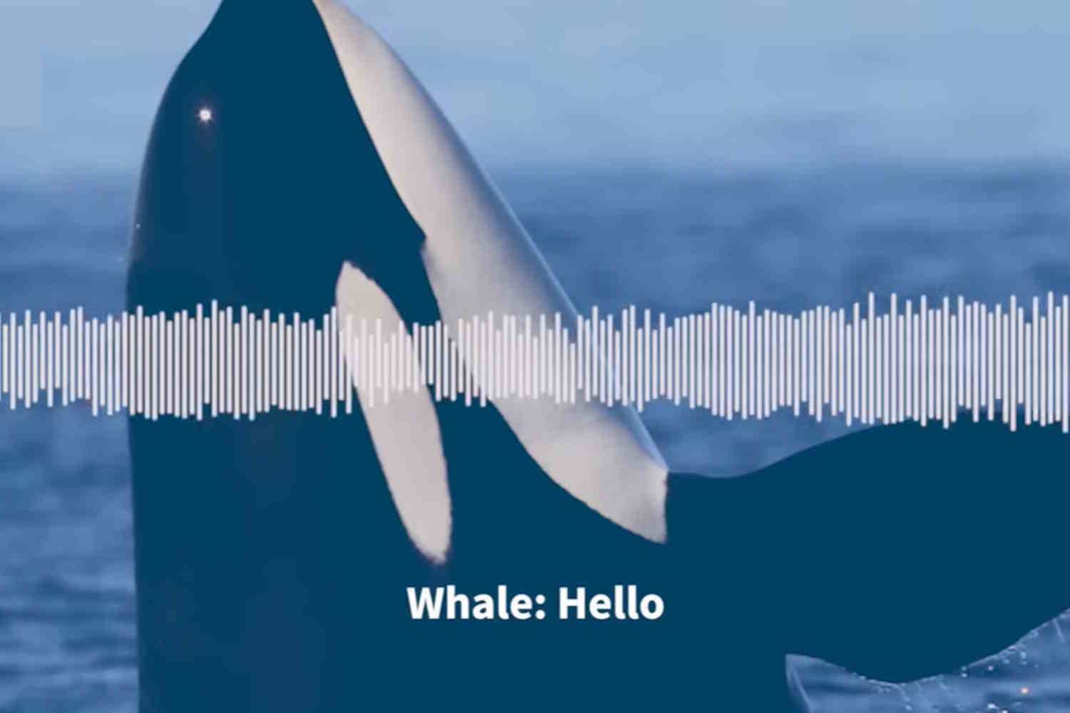 Orcas talks like humans