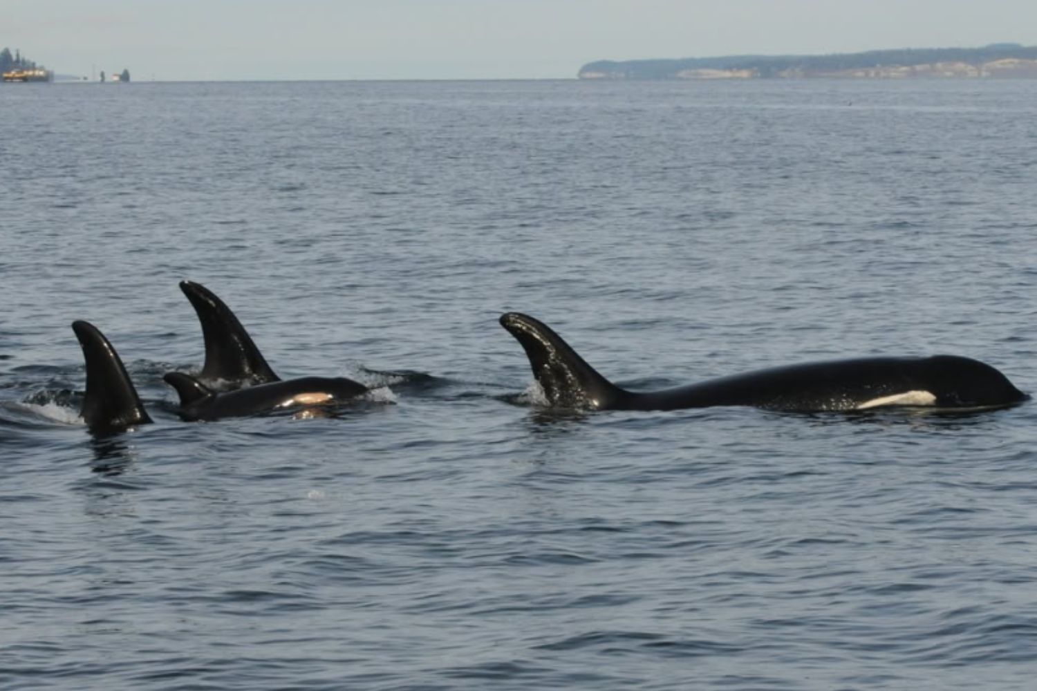 Orcas