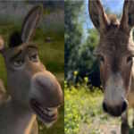 PErry the donkey