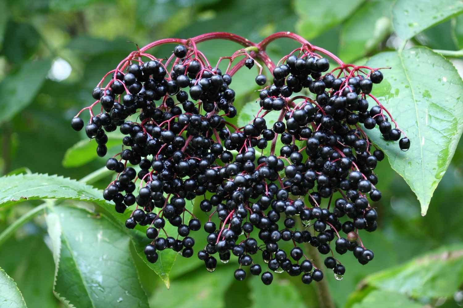 Elderberries