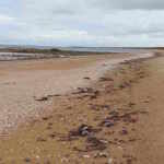 30,000 fish were found dead off the coast of Western Australia