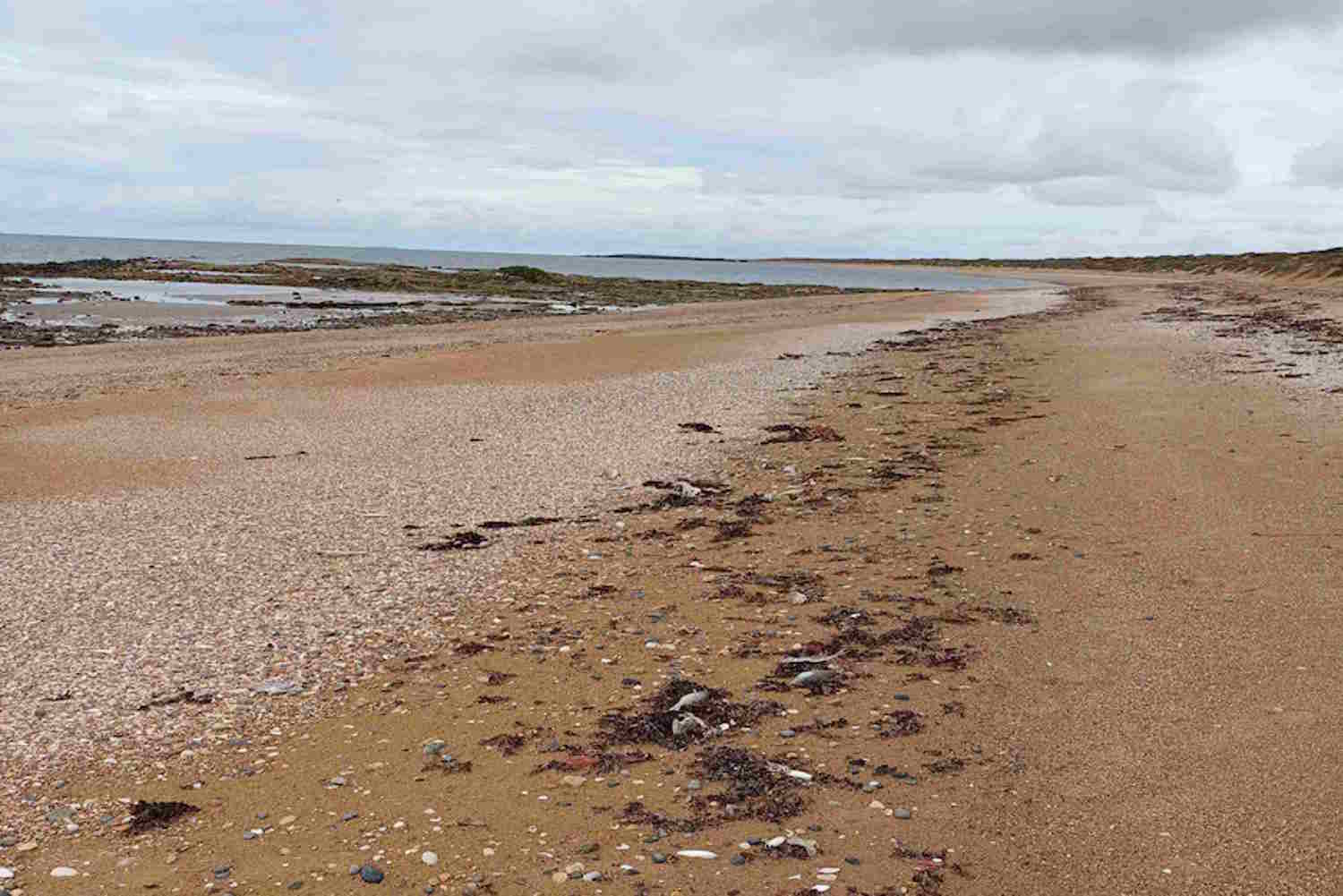 30,000 fish were found dead off the coast of Western Australia