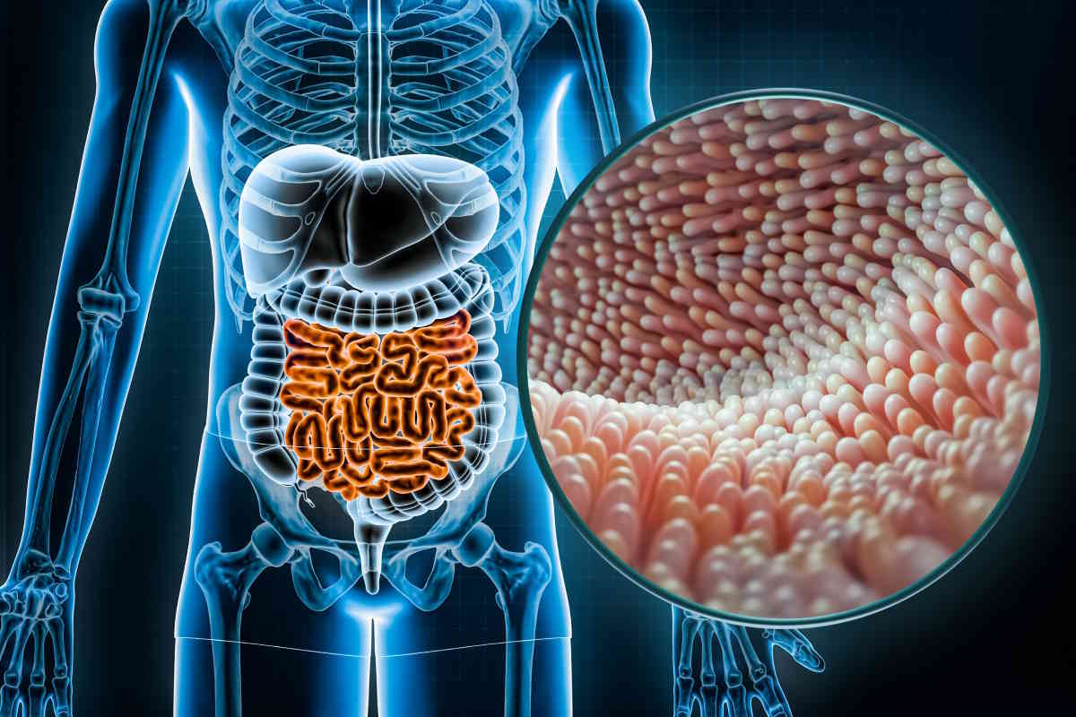 intestinal microbiota