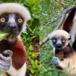 lemur - Madagascar