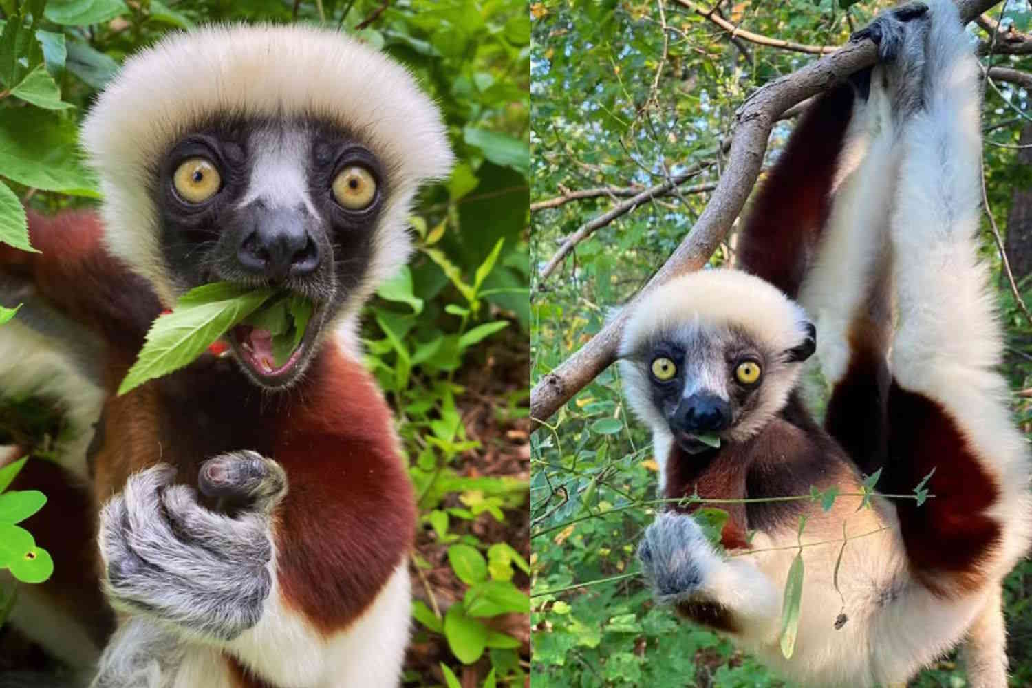 lemur - Madagascar