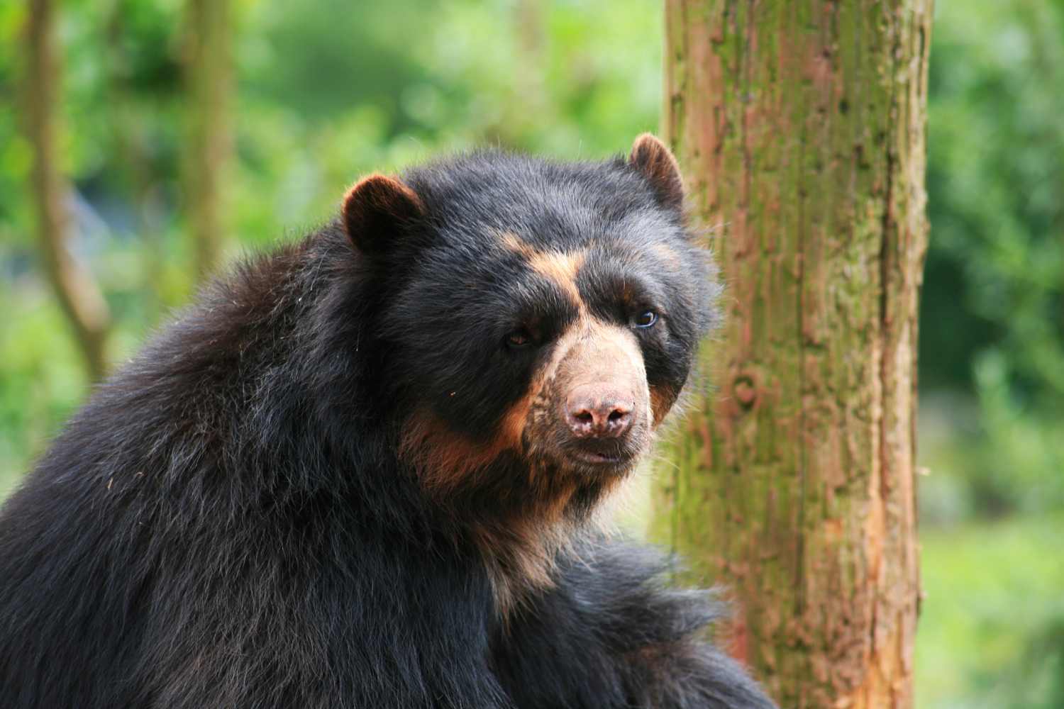 Spectacled Bear