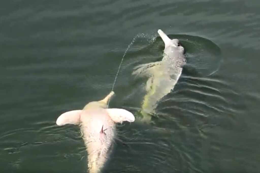 amazon river dolphins