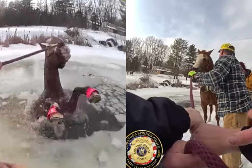 Rescued horse by local police New York